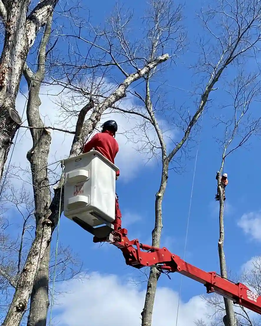 Tree Service Work