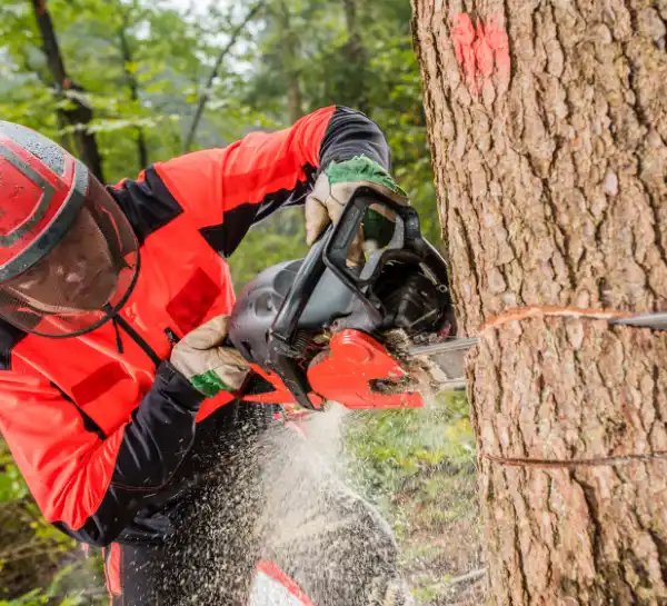 Tree Service Work